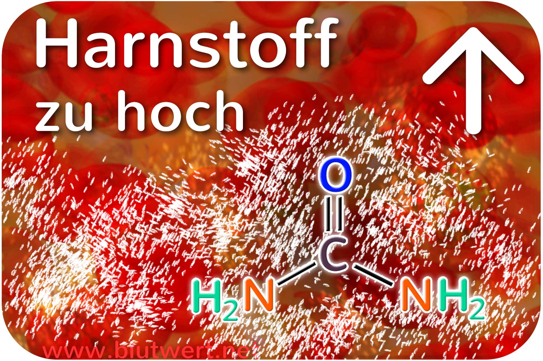 Harnstoff (Blutwert) erhöht / zu hoch