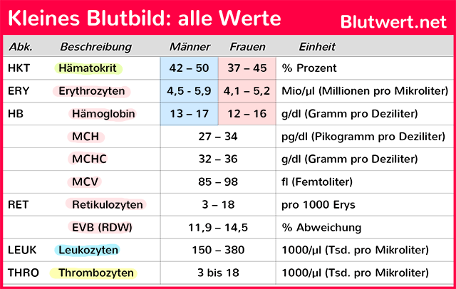 Kleines Blutbild (Tabelle): alle Werte für Männer und Frauen