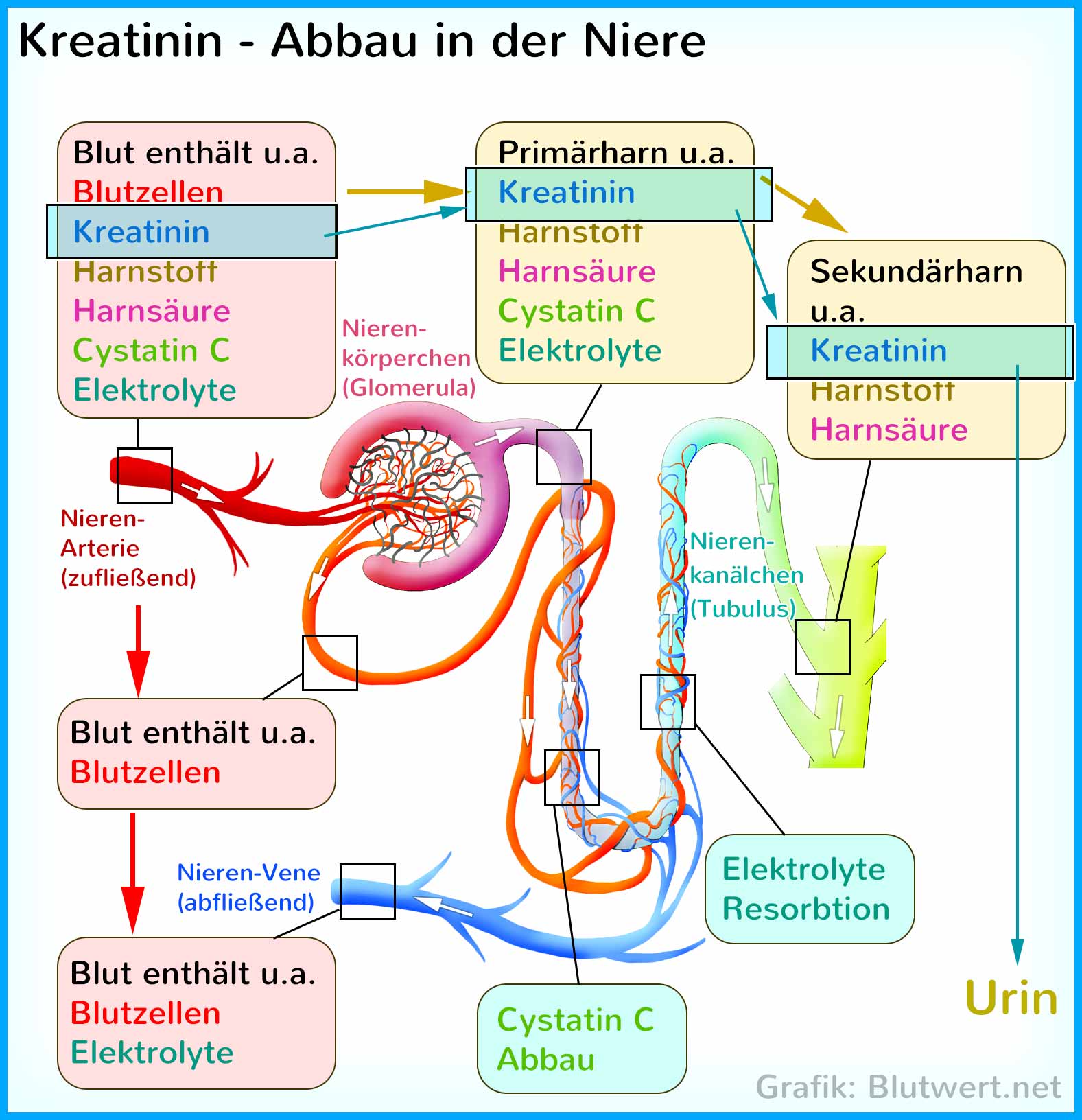 Kreatinin