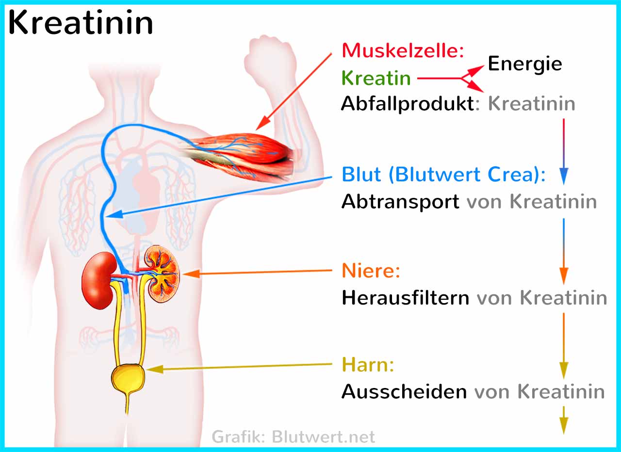 Kreatinin Blutwert KREA CREA Kreatinin Blutwert KREA CREA
