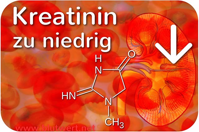 Kreatinin (Blutwert KREA / CREA) vermindert / zu niedrig