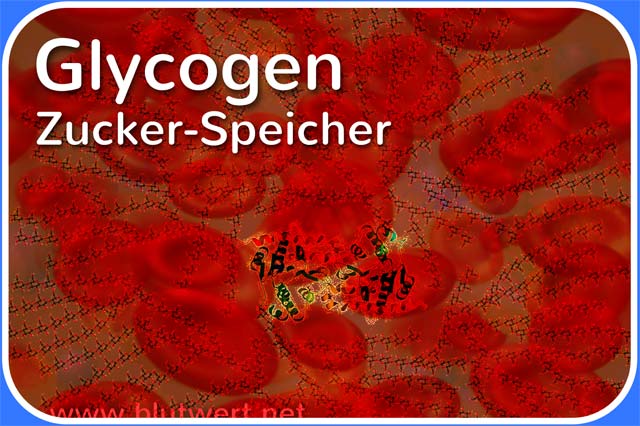 Glycogen: Zuckerspeicher
