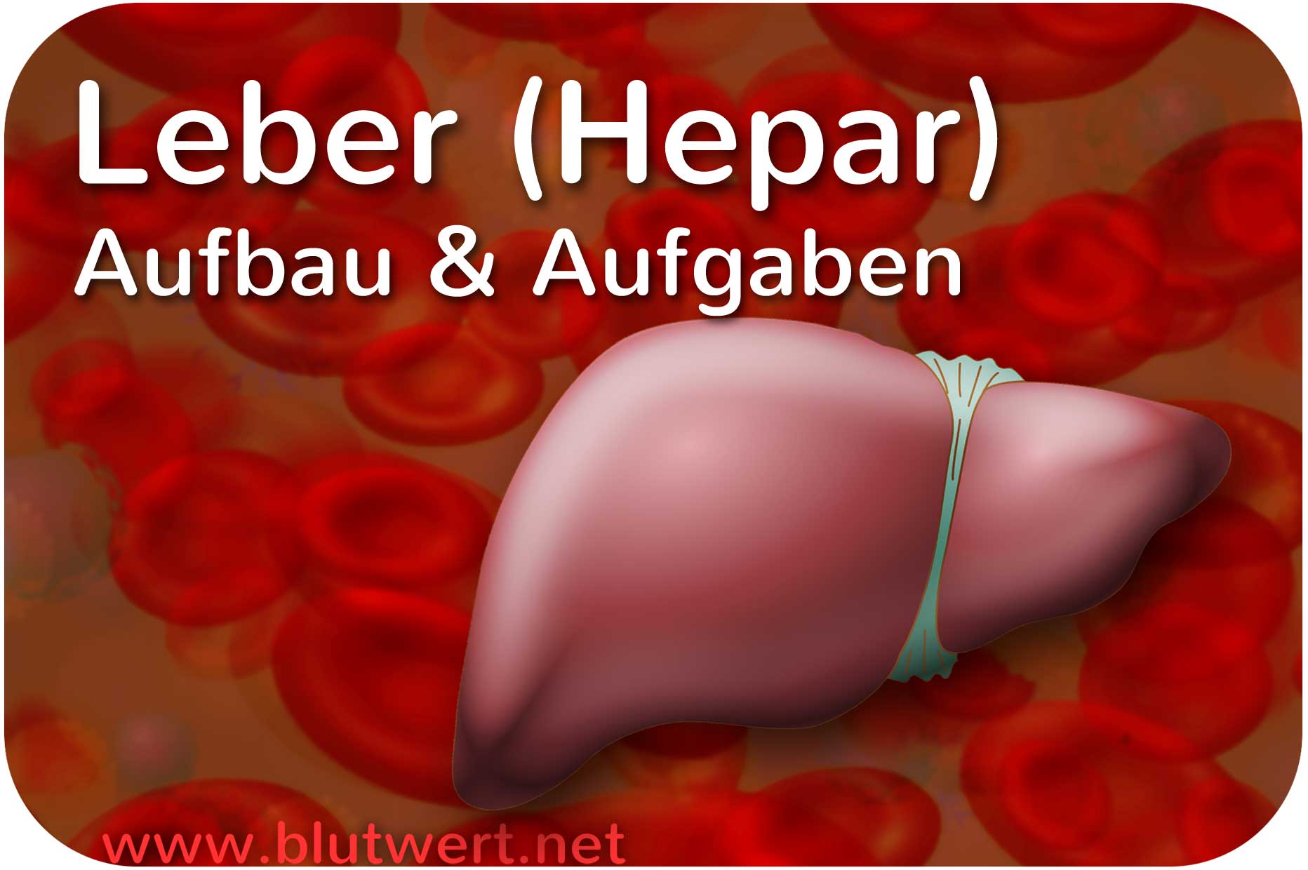 Leber Organ Aufbau Aufgaben Blutwerte