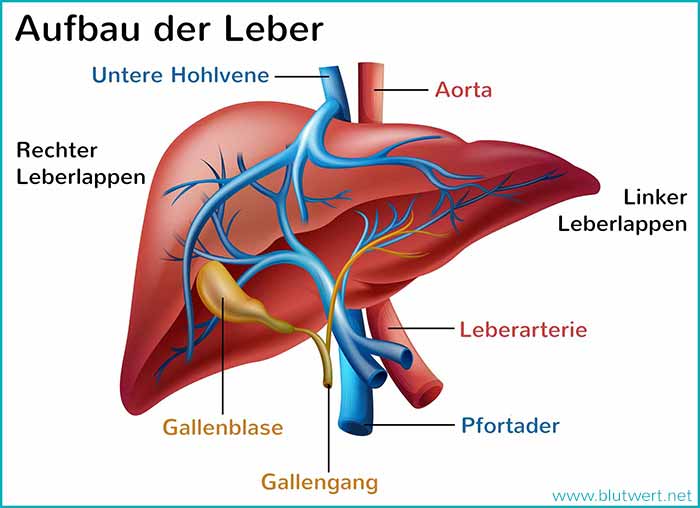 Aufbau der Leber