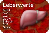 Leberwerte einfach erklärt