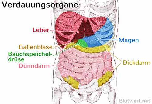 Verdauungsorgane: Sitz der Leber im Organismus