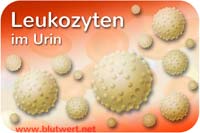 Leukozyten im Urin