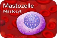 Mastozelle / Mastozyt