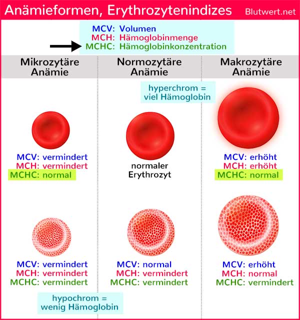 MCHC Wert normal