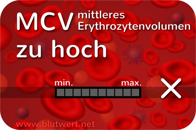 Großes Erythrozytenvolumen: Blutwert MCV erhöht, zu hoch