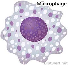 Makrophage