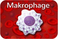 Makrophagen (Fresszellen)