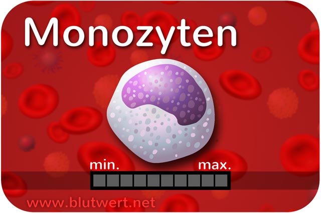 Monozyten