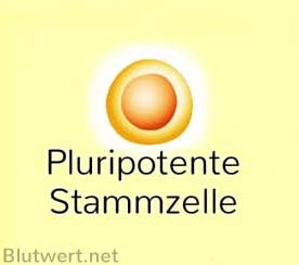 Pluripotente Stammzelle