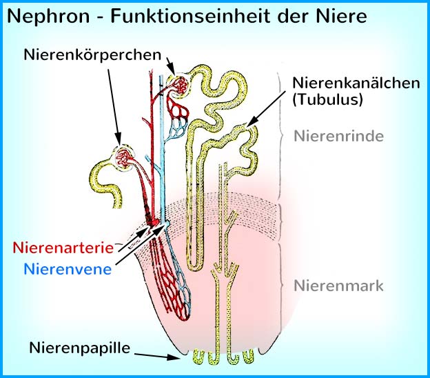 Nephron - Funktioneinheit der Niere