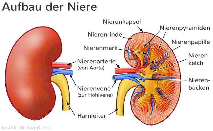 Aufbau der Niere