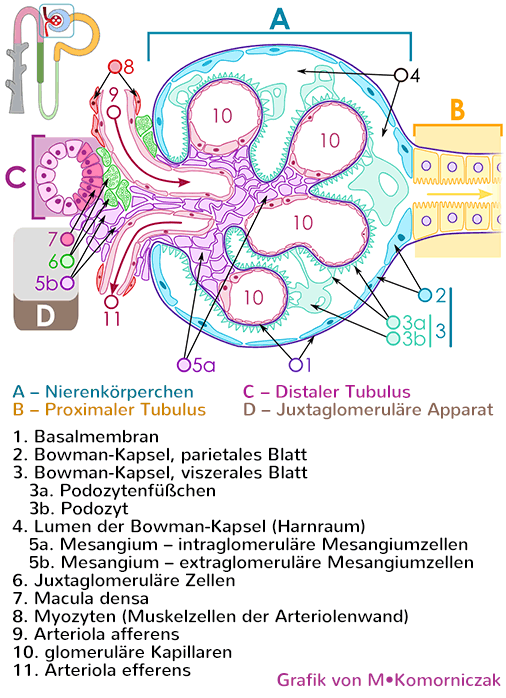 Nierenkörperchen Aufbau