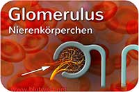 Nierenkörperchen (Glomerulus)