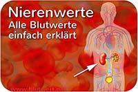Nierenwerte einfach erklärt