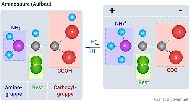 Aufbau einer Aminosäure