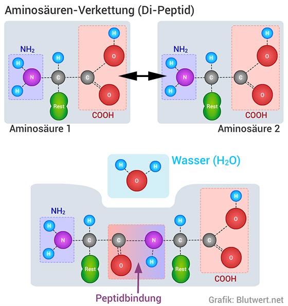 Verkettung zweier Aminosäuren