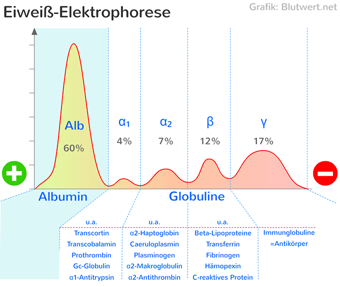 Elektrophorese Messung der BlutProteine