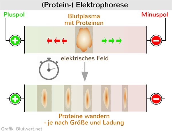 Elektrophorese (Verfahren)