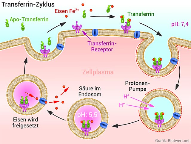 Transferrin-Zyklus