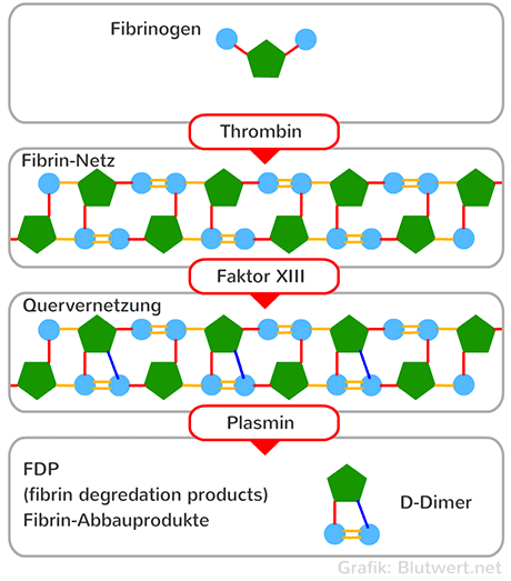 Thrombin aktiviert Fibrin-Vernetzung