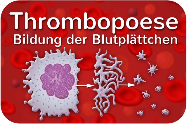 Thrombopoese (Blutplättchen)