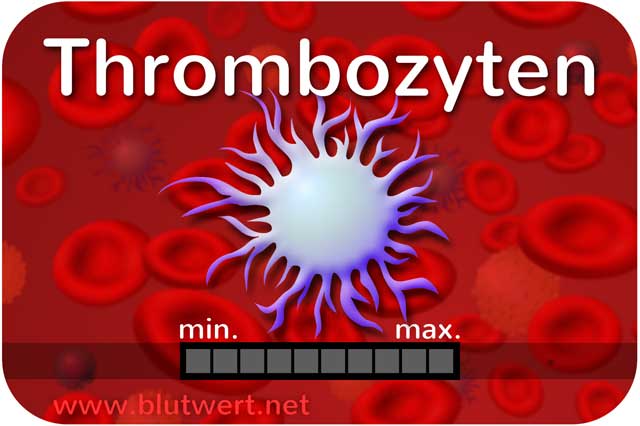 Thrombozyten (Blutplättchen)