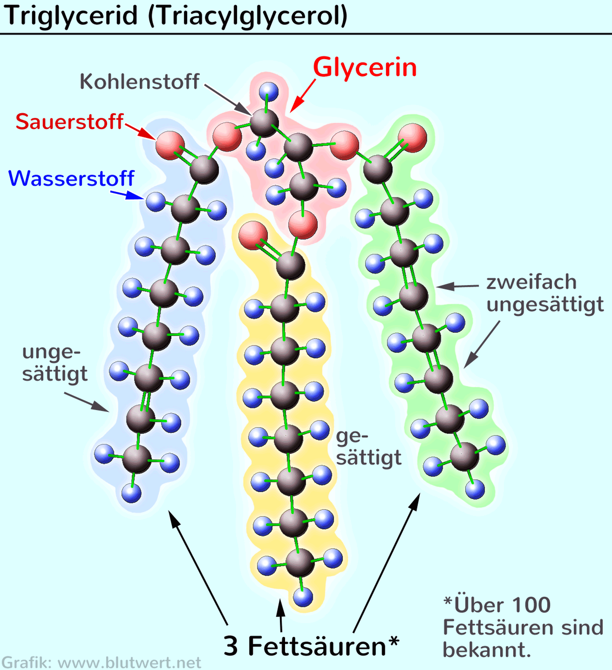 Triglyceride Erh ht zu Hoch Was Nun 