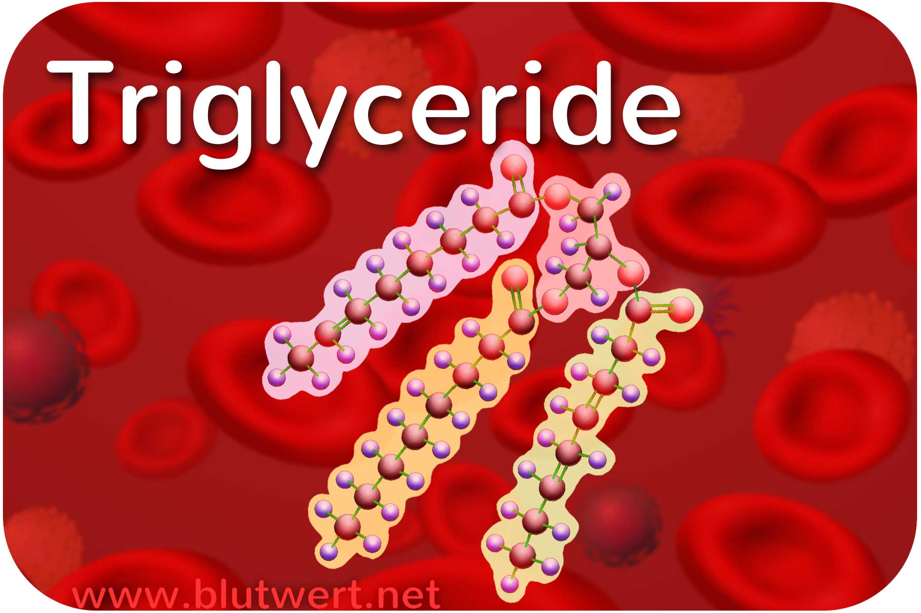 Triglyceride TRG Fette Gef hrlich Aber Wichtig