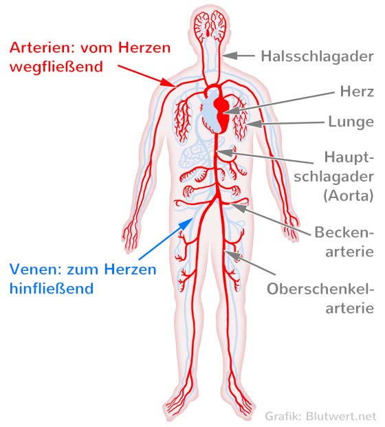 Arterien: das arterielle Blutgefäßsystem