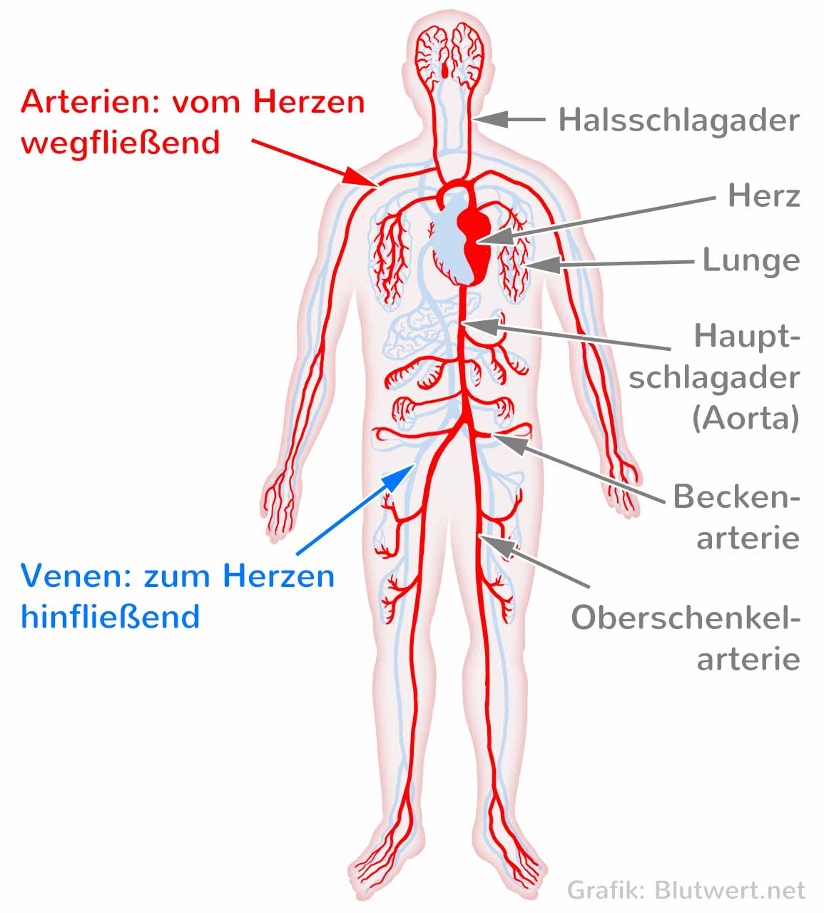 Blutgefasse Adern Arterien Und Venen
