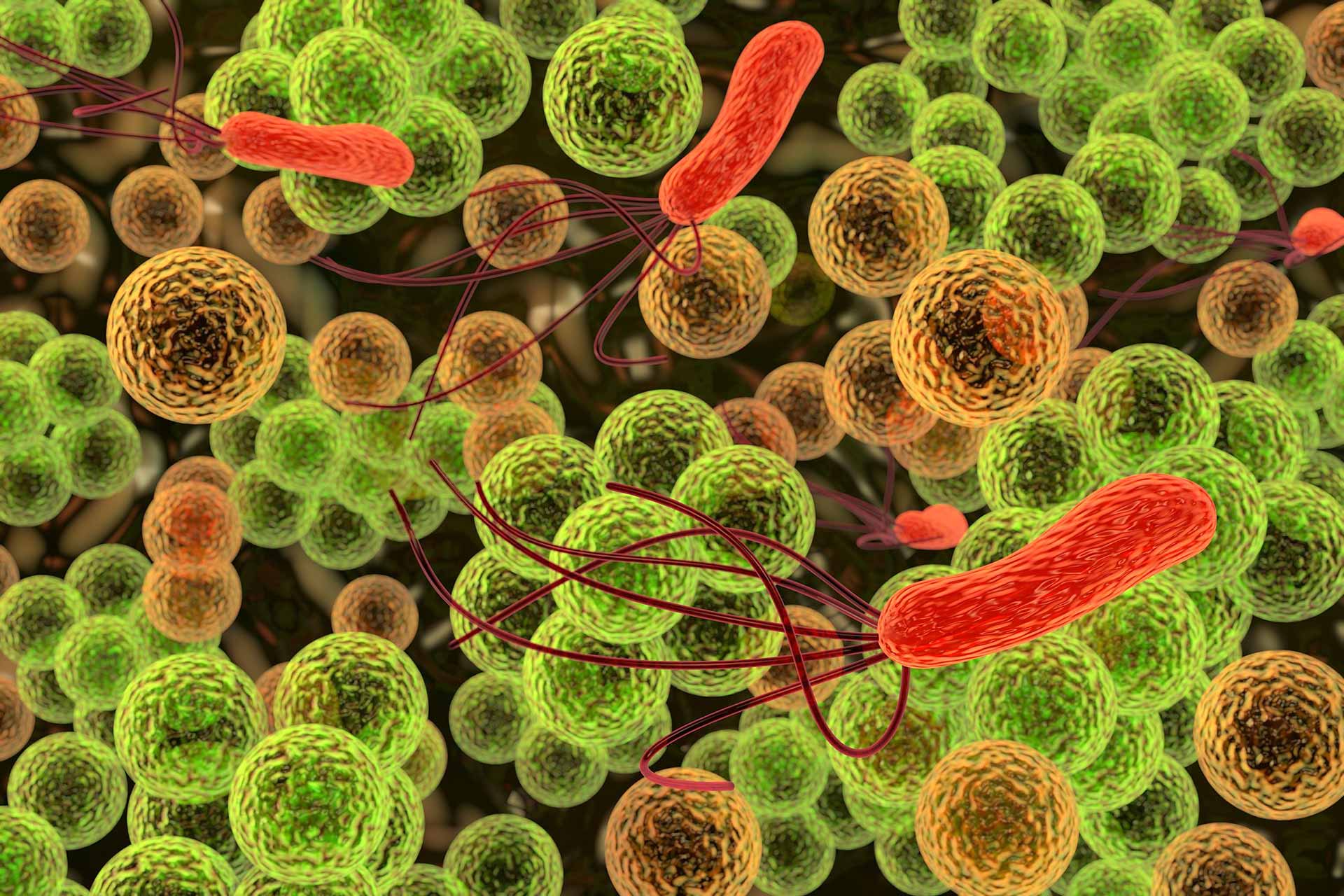 Bakterien (Einzeller, Prokaryoten) einfach erklärt