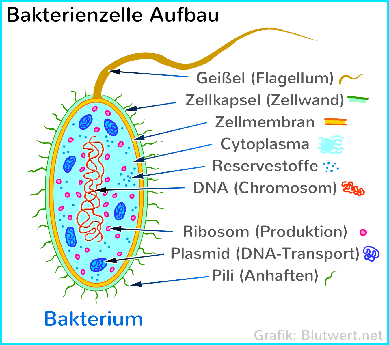 Bakterienzelle