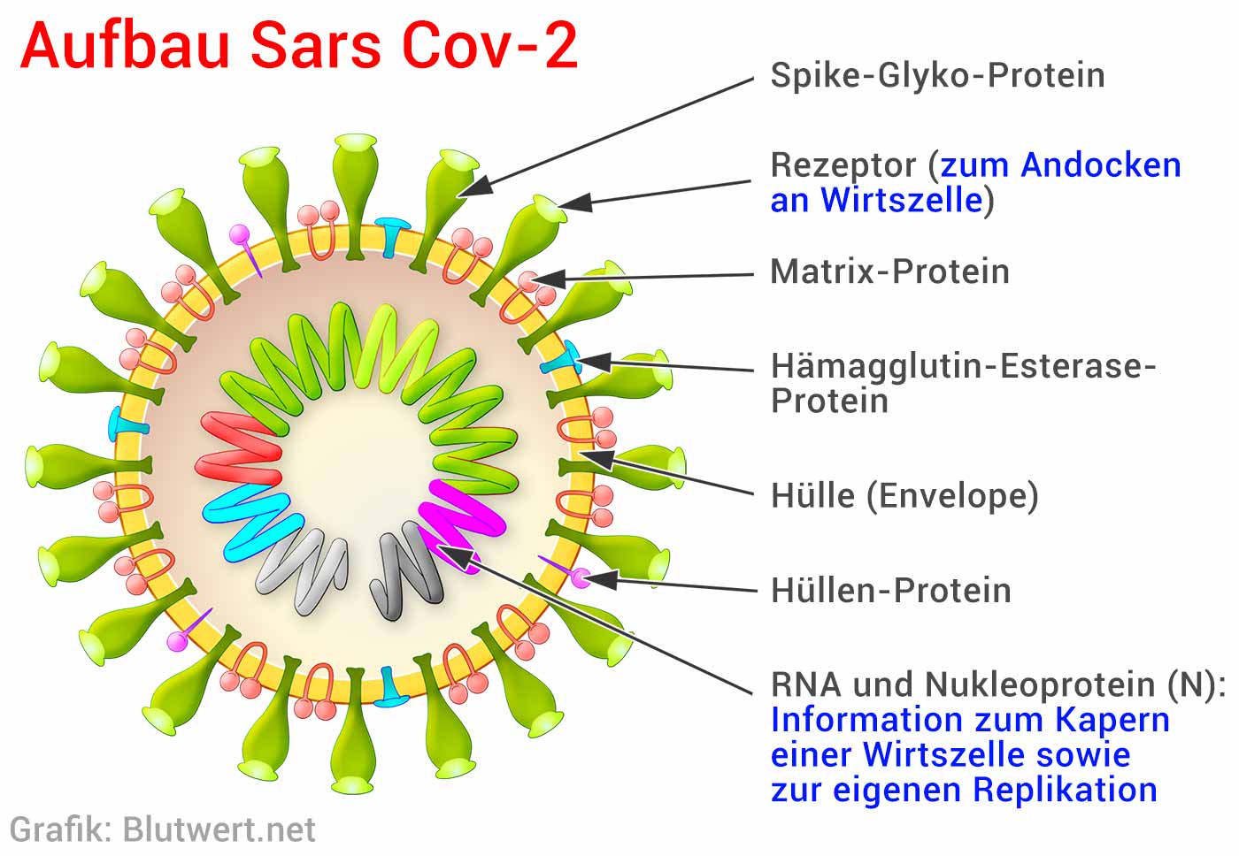 Viren Virus Aufbau Arten Erkrankungen Schutz