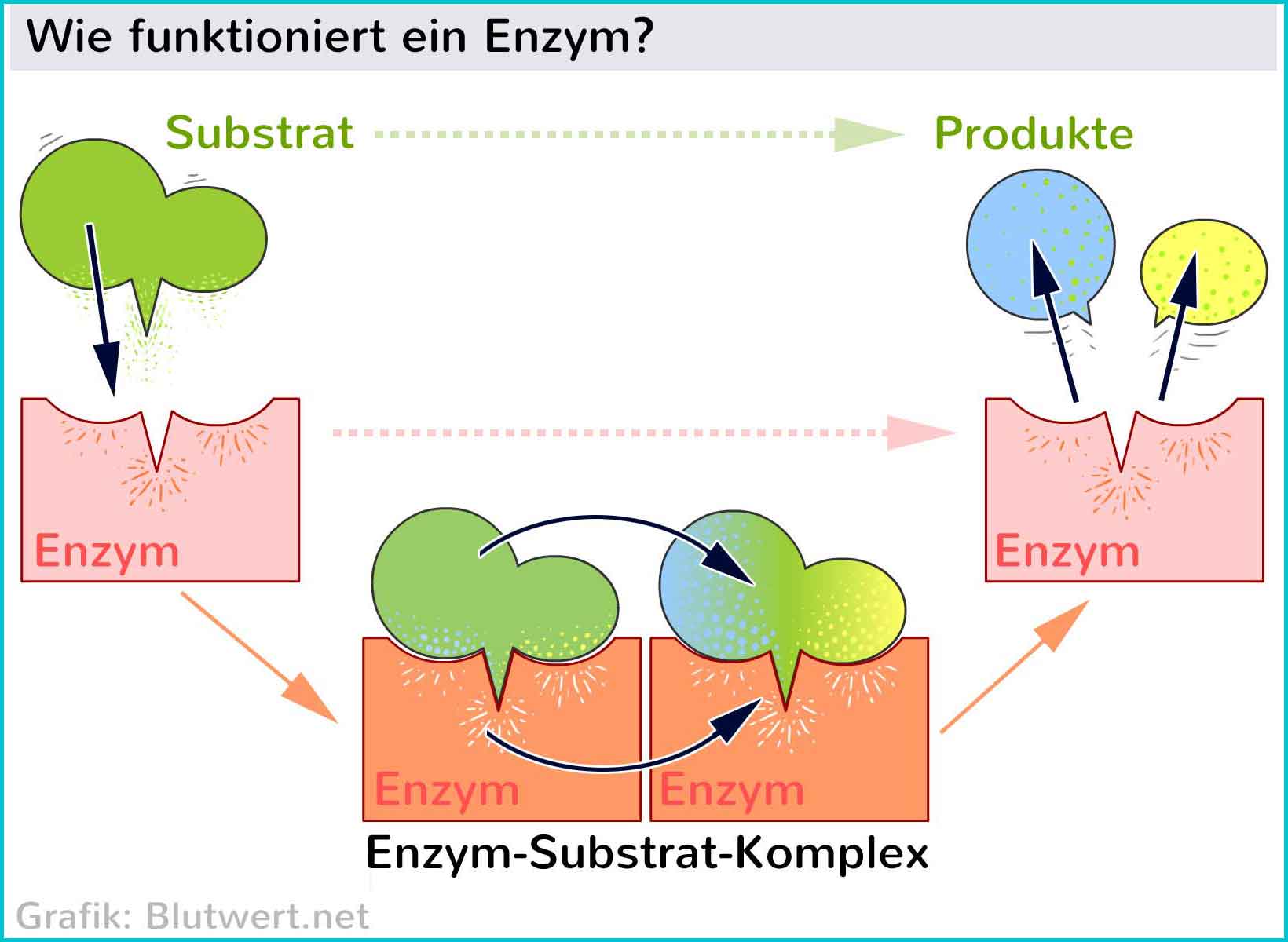 (Normalwerte) 