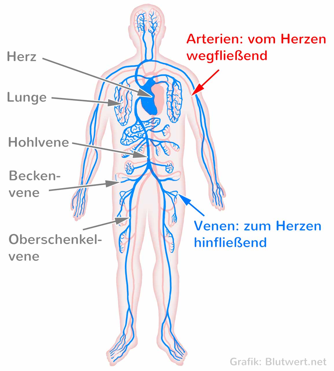 Schematische Darstellung der Arterien und Venen (Grafik Blutwert.net)
