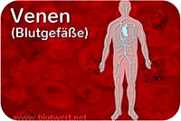 Venen - Blutgefäße