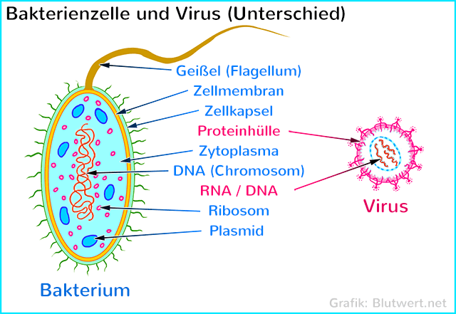 Virus und Bakterum: Unterschiede im Aufbau