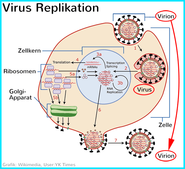 Viren / Virus Aufbau, Arten, Erkrankungen, Schutz